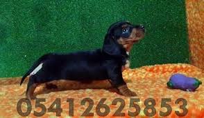 Satilik Sosis Yavru Fiyatlari 05412625843 Kopek Yavru Kopek Sosis