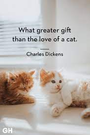 Check spelling or type a new query. 25 Best Cat Quotes That Perfectly Describe Your Kitten Funny And Cute Cat Quotes