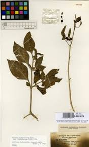 Image result for Solanum memphiticum