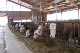 Der klassische verlauf des botulismus beim rind ist im anfangsstadium durch eine vorübergehende unruhe, bisweilen auch aggressivität gekennzeichnet. Bw Agrar Online Landwirtschaftliche Informationen Fur Baden Wurttemberg Rind Landwirtschaft Landleben Garten Familie
