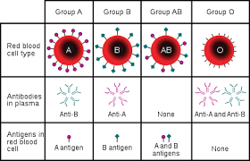 Sistemul rh are 6 antigene, împărțite în 3 perechi: Blood Type Wikipedia