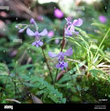 Image result for Cynorkis kassneriana