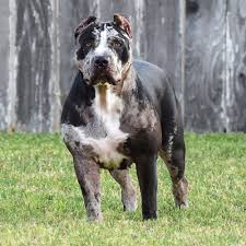 pin on big dogs