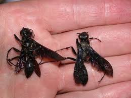 Black wasp big black bee looking bug. Great Black Wasp Sting 101 How To Get Rid Of Them