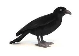 Pin On Birds