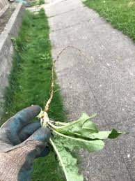 For weed pulling you got to get the price point reasonable. Pulling A Weed And Getting The Entire Root Out Oddlysatisfying