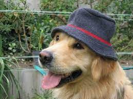 Cutie Wearing A Hat Dogs Golden Retriever Cute Animals
