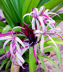 Image result for Crinum