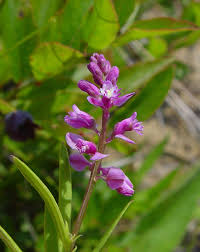 Image result for Polygala