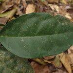 Image result for Leptaulus