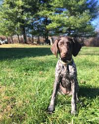 Click here to be notified when new german shorthaired pointer puppies are listed. German Shorthaired Pointer Puppy German Shorthaired Pointer German Short Haired Pointer Puppy Pointer Puppies