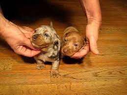 Below is a sample search of our dachshund breeders with puppies for sale. Available Dapple Dachshunds Puppies For Sale In California Dachshund Puppies For Sale Dapple Dachshund Dachshund Puppies