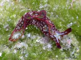 Image result for Landolphia rufescens