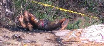 Esta mañana fue hallado un cuerpo calcinado en el centro de santiago, y que estaba al interior de un cierre perimetral de trabajos de aguas andinas. Encuentran Cuerpo Calcinado En Espanita La Prensa De Tlaxcala