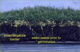 When To Apply Pre Emergent Herbicide For Optimal Results