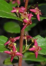 Image result for Clutia paxii