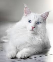 Cat Coat White Cats And White Spotting The Little Carnivore