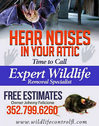 Legal words that have to appear at the bottom of a website. Top 10 Best Animal Removal Services In Lithia Fl Angi