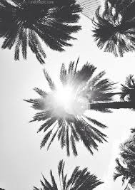 Huge collection, amazing choice, 100+ million high quality, affordable rf and rm images. Palm Trees Photography Black And White Summer Palm Trees Black And White Presets Lightroom Photoshop Tutoria Palm Tree Photography White Photography Photo