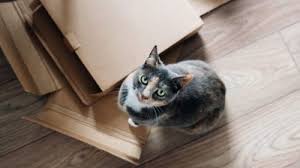 We did not find results for: Carton Demenagement Pas Cher Ou Trouver Des Cartons Pas Chers