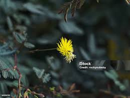 Image result for Neptunia oleracea