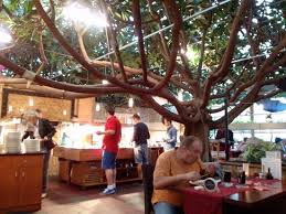 Bambus für garten und teich bestellen sie mit wenigen klicks auf hagebau.de. Ein Gummibaum Und Das Buffet Im Treibhaus Jetzt Bambus Garten Bild Von Bambus Garten Dusseldorf Tripadvisor