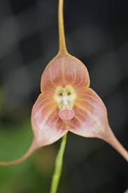 Dracula gigas black – Equaflor-A