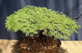 Image result for Acacia burkei