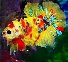 Pin On Betta Splendens
