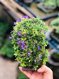 Image result for Antidesma