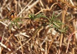 Image result for Ipomoea coptica