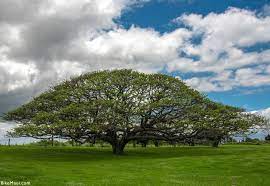 Monkey Pod Tree Hawaii Maui Wonders Of The World