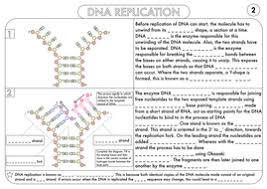 On the diagram to the right: Structure Of Dna And Replication Worksheet Worksheet List