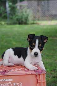 All Terrier Dogs Breed Info Rat Terrier Dog Breed Rat Terrier Dogs Rat Terrier Puppies Terrier Puppies