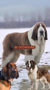 Saint Bernard X Bloodhound Hybrid Concept