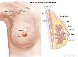 Check spelling or type a new query. Breast Female Anatomy Image Details Nci Visuals Online