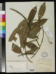 Image result for Malouetia bequaertiana