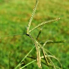 Image result for Eleusine indica