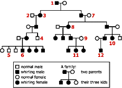 Inheritance Megan Czarneckis Biology Study Methods