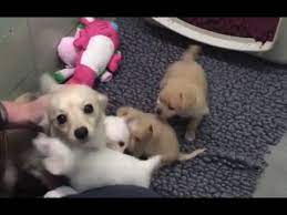 Do Puppies Get Sad When They Leave Their Litter 2021 The Dog Visitor