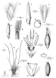 Image result for Microchloa