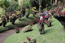 Jardin De Balata Martinique