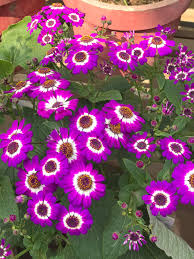 Image result for Cineraria deltoidea
