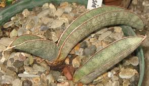 Image result for Sansevieria hallii