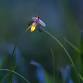 Why do fireflies glow at night? event image