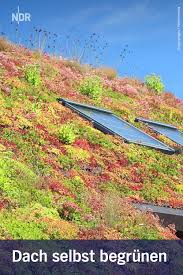 Grundach Gut Fur Die Umwelt Schon Anzusehen Dach Flachdach Begrunung Dachbegrunung