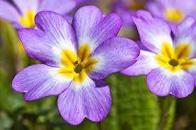 Die primel oder schlüsselblume (primula sp., primulaceae) ist ein pflanzliches arzneimittel mit sekretlösender und auswurffördernder wirkung und wird bei erkältungskrankheiten angewendet. Die Primel Ihre Blute Merkmale Und Wissenswertes