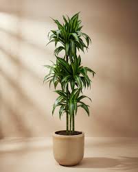 Image result for Dracaena fragrans
