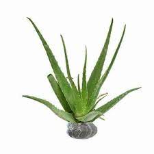 Tanaman yang satu ini jika dilihat dari bentuknya mirip dengan bunga gambar lidah buaya. Jual Tanaman Lidah Buaya Aloe Vera Bibit Online