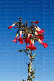 Image result for Cantua